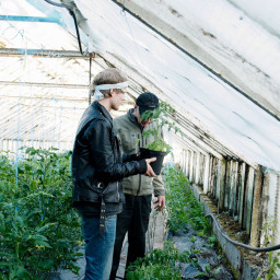 Planter fra Bergsmyrene